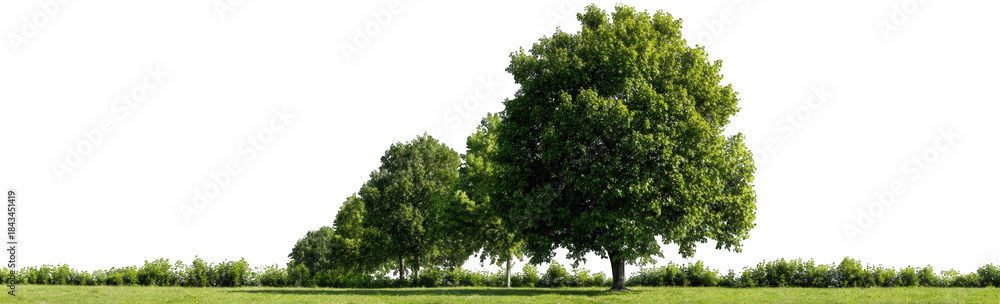 Fototapeta premium Lush green trees on a grassy field