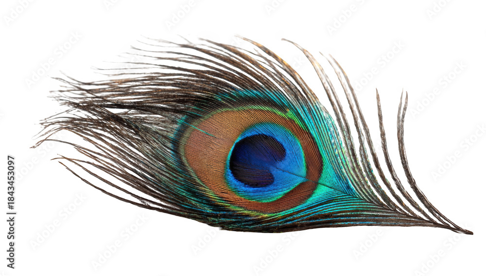 Fototapeta premium Detailed peacock feather against black