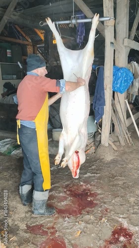 Butcher with knife cutting raw pork meat. Man prepare death pig in traditional way
