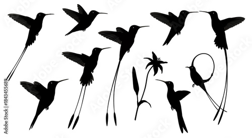 Diverse Hummingbird Silhouettes Collection: Black Avian Figures in Dynamic Flight, Featuring Long Tails and a Tropical Flower Element