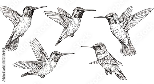 Detailed Hummingbird Sketches: A Collection of Five Hand-Drawn Monochrome Illustrations Showcasing Avian Grace in Various Flight Poses