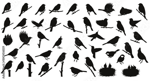 Comprehensive Bird Silhouette Collection: Diverse Avian Poses Including Flying, Perching, and Nests with Chicks for Nature Designs
