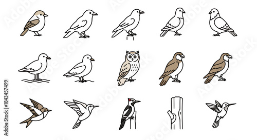 Collection of Bird Illustrations: Diverse Species Including Owl, Hummingbird, Woodpecker, Sparrow, Pigeon, and a Tree Stump