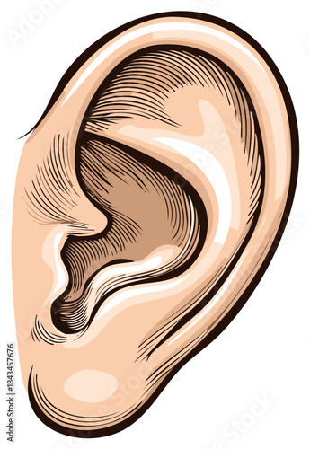 Illustration of a human ear in a vintage style, showing the anatomy.