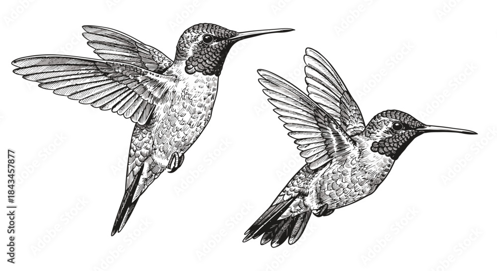Obraz premium Detailed black and white illustration of two hummingbirds in flight, showcasing their delicate wings and slender beaks.
