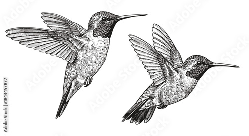 Detailed black and white illustration of two hummingbirds in flight, showcasing their delicate wings and slender beaks.
