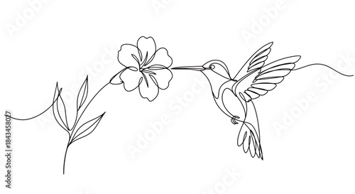 Elegant continuous line art illustration depicting a hummingbird approaching a delicate flower.