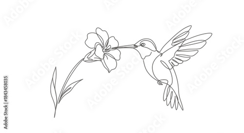 Continuous line drawing of a hummingbird feeding nectar from a flower, minimalist art style.