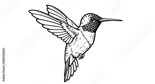 Detailed black and white line art illustration of a hummingbird in flight with outstretched wings and a long beak, showcasing intricate feather patterns.