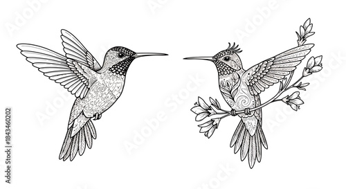 Two detailed black and white line art illustrations of hummingbirds, one in flight and one perched on a flowering branch.