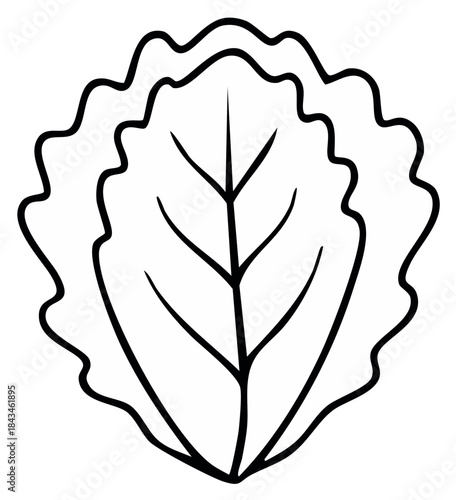 Lettuce Head Outline Illustration Single Object Fresh Vegetable