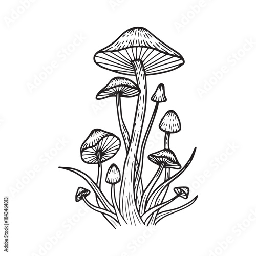 A vector illustration of a wild white flower bouquet and a natural forest fungus mushroom with green grass