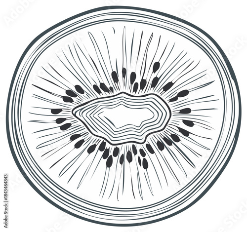 Minimalist line art illustration of a kiwi fruit slice showing seeds and pulp texture
