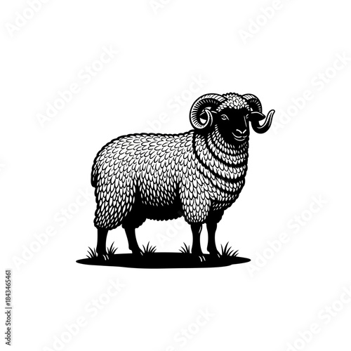 Detailed black and white illustration of a ram with large curled horns and textured fleece standing on grass.