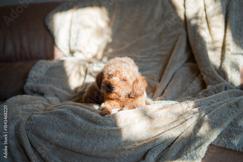 A sweet brown toy poodle rests on a soft blanket placed on a chair indoors. Natural sunlight enters through the window, creating gentle light and shadow across the dog’s face. The poodle looks directl