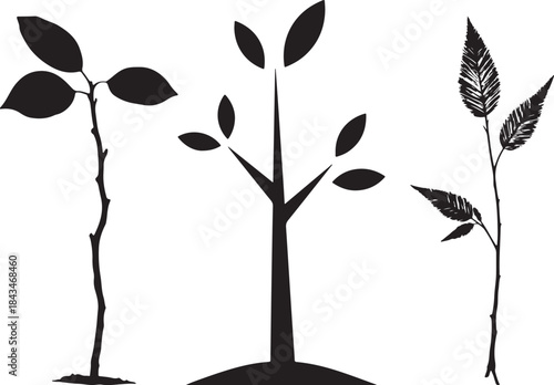 Young sapling silhouette, plant, leaf, tree, nature, vector, spring, illustration, growth, sprout, plants, ecology, summer, bud, new, branch, stem, design, seedling, environment, flower, leaves, eco, 