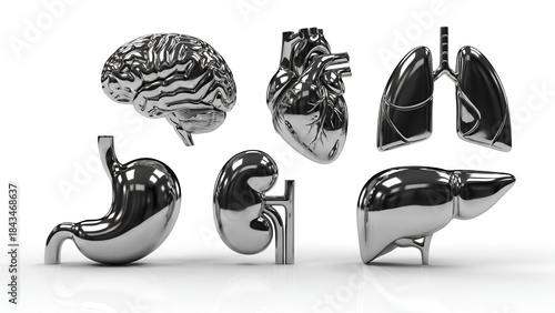 3D Silver Metallic Human Organs Collection, Including Brain, Heart, Lungs, Stomach, Kidney, Liver
