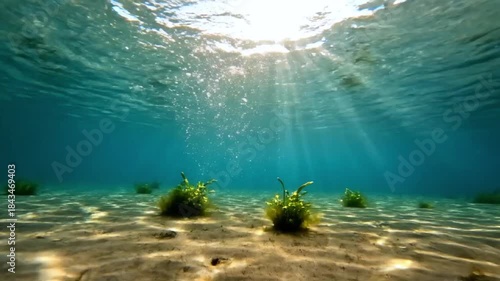 Sunlight streams through clear blue ocean water illuminating sandy seabed and vibrant green aquatic plants below the surface