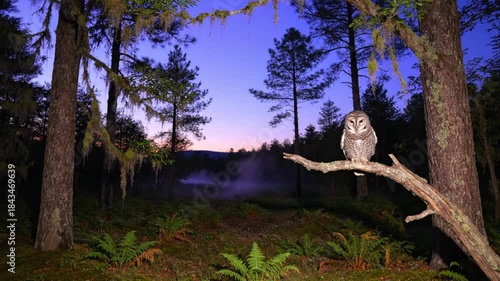 Majestic barred owl perched on a branch in a misty twilight forest with vibrant blue and purple sky overhead