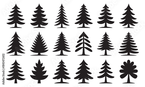 Silhouettes of evergreen trees in a forest setting