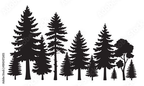 Silhouettes of evergreen trees in a forest setting