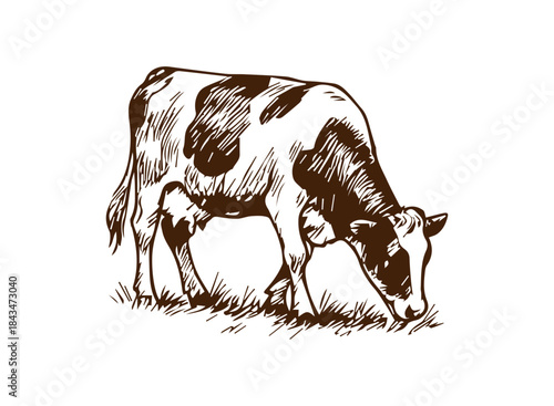 Simple hand drawn cow sketch, engraved farm animal drawing.