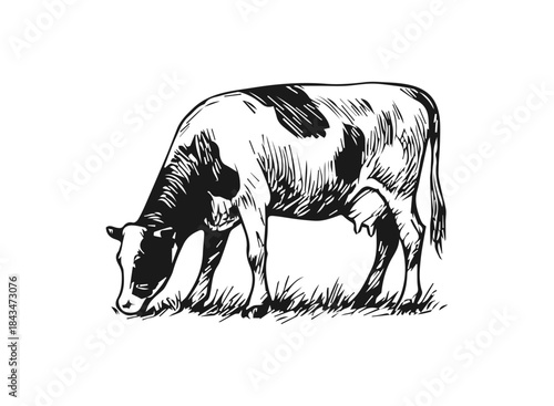 Simple hand drawn cow sketch, engraved farm animal drawing.