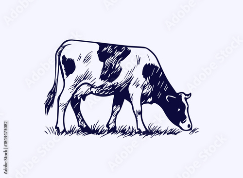 Simple hand drawn cow sketch, engraved farm animal drawing.