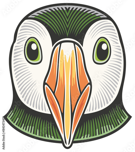 Close-up portrait of an Atlantic puffin bird illustration, vector design