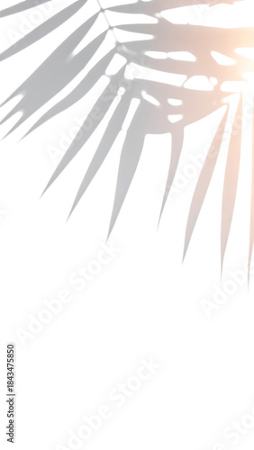 柔らかな光を透かすヤシの影が生む季節の温もりのミニマル表現｜背景なし・透過PNG・コピースペース