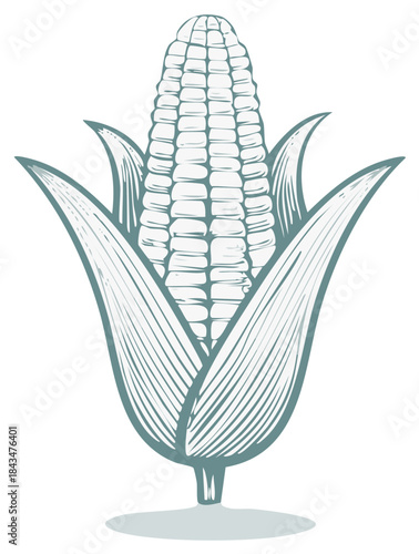 Vintage style corn cob illustration with husk leaves agricultural crop graphic