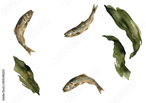 Watercolor-style Japanese soup stock illustration for Japanese cuisine／出汁・昆布・いりこ