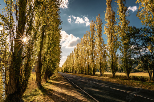 Autumn view of Sunlit Tree-Lined Gould Memorial Drive in Marysville town in regional Victoria, Australia 