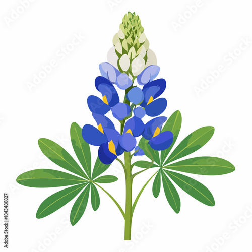 Bluebonnet flower with transparent background