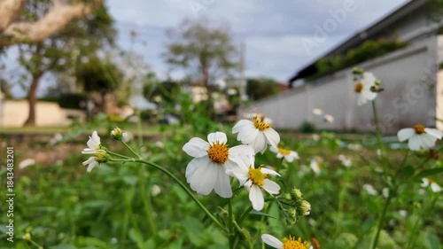 Flower Bloom in Nature's Embrace: Delicate white flower blossoms dance in the gentle breeze against a backdrop of a lush green meadow, a harmonious blend of nature's beauty