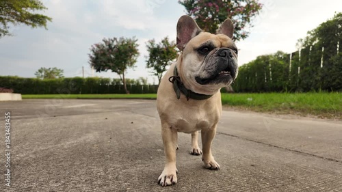 French Bulldog Portrait: A charming French Bulldog stands alert, its wrinkled face and expressive eyes capturing attention against a natural backdrop, evoking warmth and companionship.