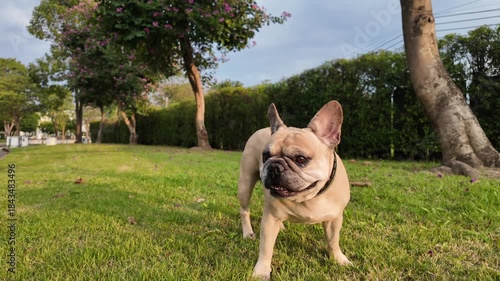 French Bulldog in Park: a charming French Bulldog stands proudly in a sun-kissed park, enjoying the sights and sounds of a perfect day.