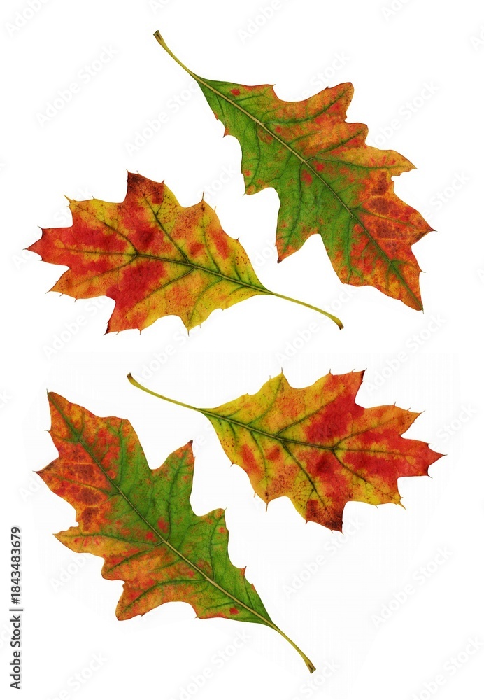 Fototapeta premium colorful various autumnal leaves as composition 