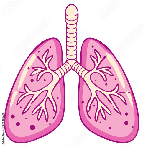 Stylized Pink Lungs Anatomy Illustration Bronchial Tree Human Respiratory System Organ