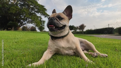 French Bulldog's Calmness in The Lawn: A lovely French Bulldog relaxes in a lush green lawn, basking in the tranquil environment.