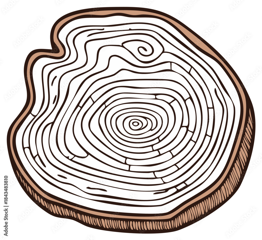 Fototapeta premium Illustration of Sawn Wood Texture Tree Rings Annual Rings Pattern