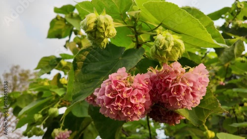 Blossom's Embrace: Witness the delicate beauty of a pair of hibiscus blossoms in full bloom, their soft pink petals contrasting gracefully with lush green leaves