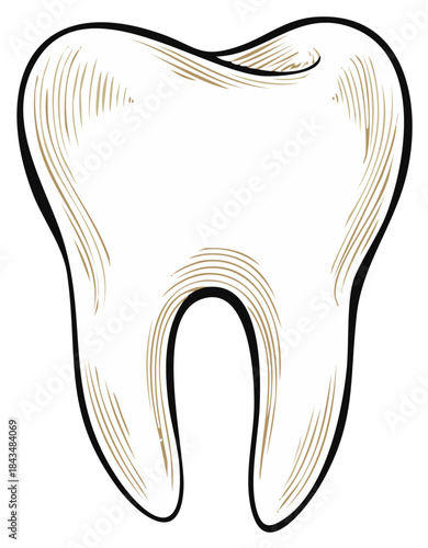 Single Tooth Illustration with Etched Detail Clean Dental Graphic