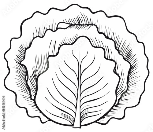 Cabbage head sketch with decorative leaves, a hand-drawn detailed vector illustration of fresh garden vegetable
