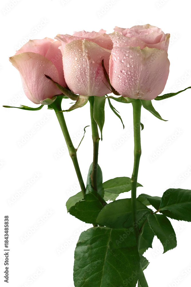 Fototapeta premium posy of three pink roses close up