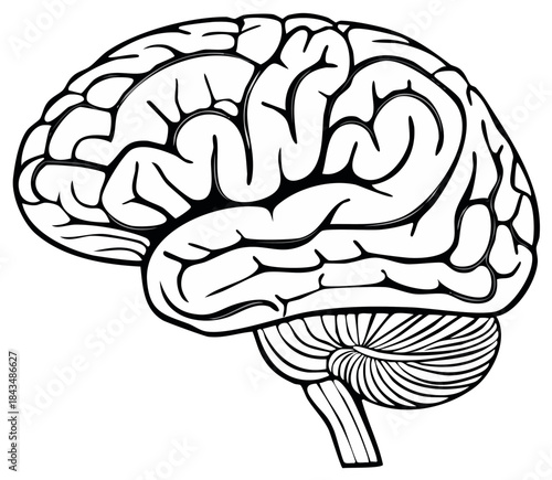 Human Brain Anatomical Illustration for Science Education or Medical Reference