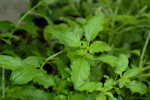 Wallpaper Mural  Thai basil leaves Torontodigital.ca