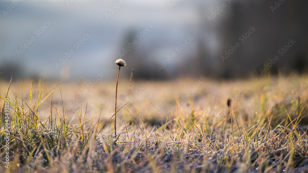 Fototapeta premium Meadow covered with hoarfrost shining in the early morning light