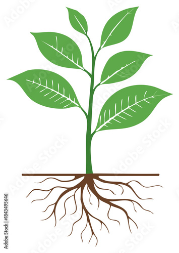 Growing Green Plant with Roots, Seedling Icon Vector Illustration
