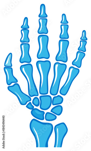 Illustration of Human Hand Bones with Fingers and Palm Structure in Blue